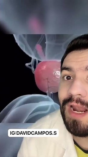 WHAT IS THE PROSTATE? / THE FUNCTION OF THE PROSTATE