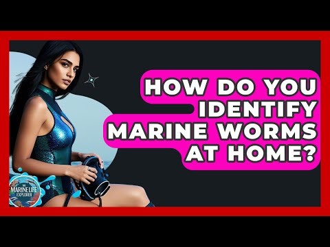 How Do You Identify Marine Worms At Home? - The Marine Life Explorer