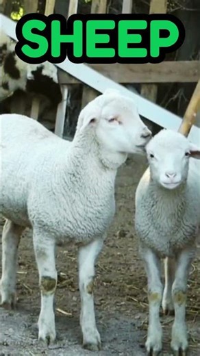 Sheep Sound | Sheep #sheep #animalsname #animalsouds #animals