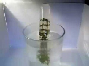 Photosynthesis Demonstration - Oxygen Production