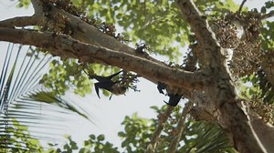 Bat scaring off other bat from tree by flapping wings and ending alone on tree