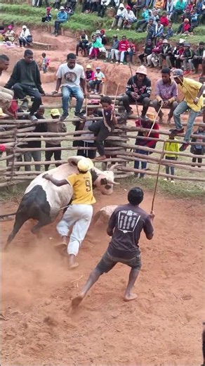 Couldn’t Hold the Bull 😬 | Madagascar 🐂 #savika