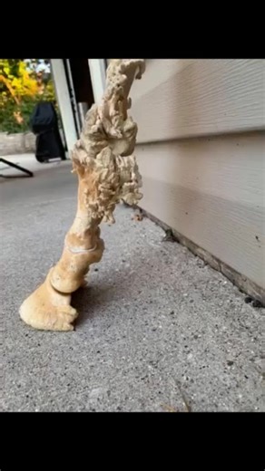 Arthritis, also known as degenerative joint disease, is a common condition in horses that causes pain, inflammation, and stiffness in the joints. It's a chronic condition that can't be cured, but there are ways to manage it. McGee Equine & Livestock Farrier Service, Rescue, and Rehabilitation | McGee Equine & Livestock Farrier Service, Rescue, and Rehabilitation