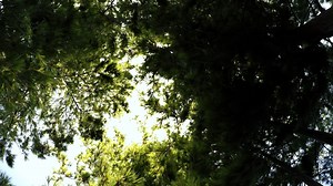 Forest Generator Addon