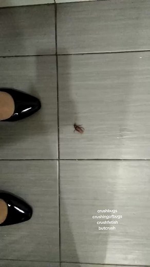 Katie Crush👠 (@crushbugs)’s video of lanternfly