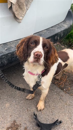 In true spaniel fashion, Ruby loves puddles and mud! We’ve been working on getting her used to the post-walk cleaning routine, and she’s been an absolute superstar🥹! Keep watching to see her muddy-to-fluffy transformation! 🫧🤍 | Sal’s Pet Pals