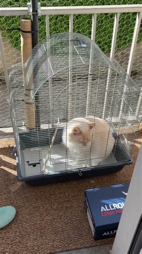 On sauve un pigeon... le chat pique sa place ! 🤦‍♂️🐦