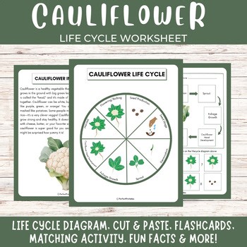 Cauliflower life cycle diagram, vegetable cut paste, matching activity,fun facts