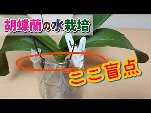 胡蝶蘭のペットボトル水栽培の元気な根っこが突き進む先と切り口の加工