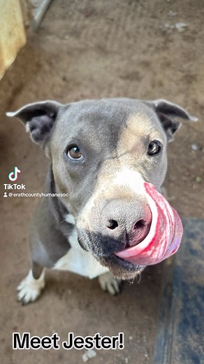 30 reactions |  DOG OF THE WEEK  Meet Jester! Jester is a happy...