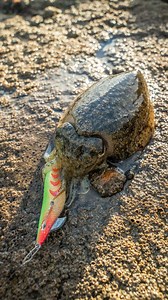 Did you know that Cuttlefish don't just change colour, they also shape-shift and mimic other animals. Despite being colour-blind, cuttlefish can camouflage to evade predators, or flash mesmerising patterns to attract attention from a mate. Egi: Baku (Color: Energy Chartreuse) | Mustad Fishing Europe