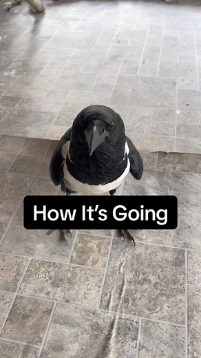 She’s a very predictable crow at least… 🤦🏼‍♀️ #crows #crowsofinstagram #birdsofinstagram #birdstagram #animals #animalsofinstagram #funny #funnyanimals #funnyvideos | Dark Wings Wildlife & Education