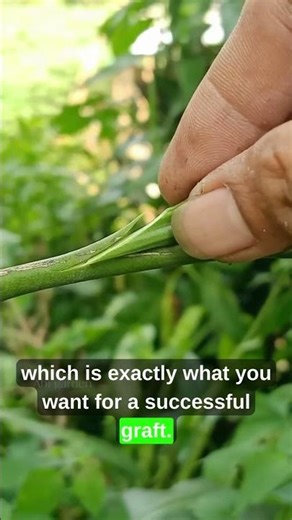 Can You Graft a Lime Tree Like This?