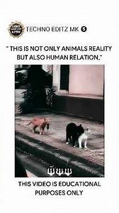 This is not only animals reality but also human relation #shorts