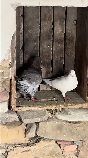Ενα παράξενο ζευγαρι περιστερια #birds #pigeon