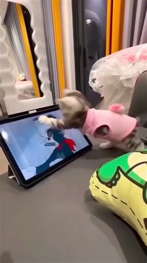 Funny cat video funny animals videos pets funny #funnycat #funnyanimals #cutecat #cats #funnypets