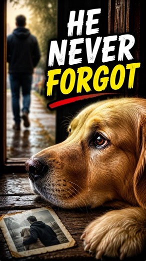 Do Dogs Remember Their First Owner?