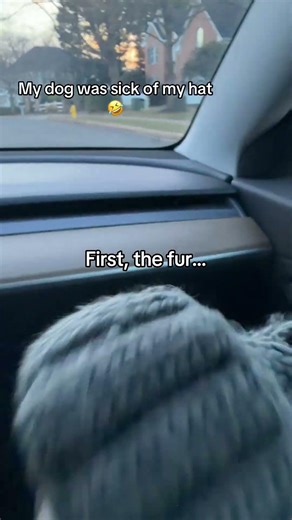 I think my Giant Schnauzer has a problem with my satin lined hat 🧐