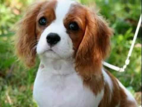 Cavalier King Charles Spaniels