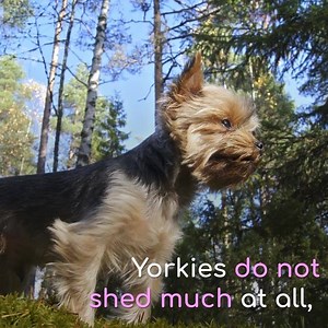 3.5K views · 81 reactions | Ultimate Care Guide: Check Our Our New Video Care Series Yorkshire Terriers – most commonly referred to as “Yorkies” – are one of America’s most popular choice in lap dogs. | TruDog | Facebook