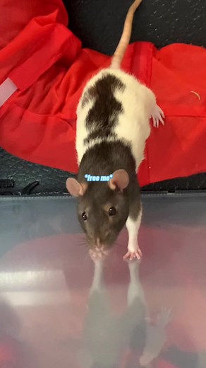 Funny Rat Videos: Hilarious Reactions When I'm Not Around