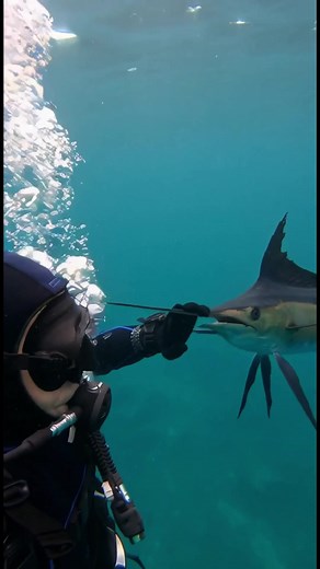 Crazy Fast Swordfish Attack!