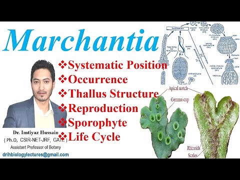 Marchantia Life Cycle Systematic Position Occurrence Reproduction Thallus Structure Sporophyte