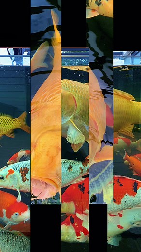 A beauty and a beast #koi #koifish #koipond #beaty #beautyandthebeast #fyp