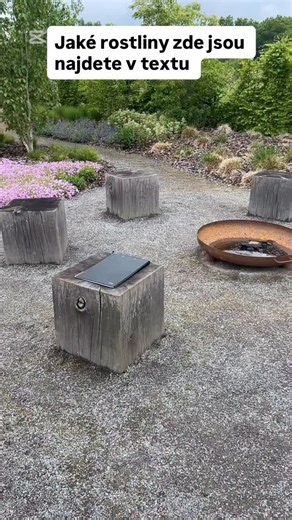 Zahrady od Dany on Instagram: "Zahrada u lesa, kde vznikl malý les 🌿 Cesta tu nezačíná u domu, ale u ohniště – a postupně se vine mezi stromy a trvalkami, jako by tu byla odjakživa. Výsadba je klidná, přirozená a navazuje na okolní krajinu. Kmeny břízy himalájské (Betula utilis) a lehká koruna javoru ginnala (Acer ginnala) vytvářejí lesní patro, které doplňují borovice kleč (Pinus mugo) jako stálá zelená kostra zahrady. Pod nimi se rozlévají trvalky a keříky, které drží zahradu krásnou celý rok
