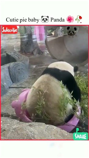 Beautiful baby 🐼 Panda 🌺🥀|#panda #viralreels #viral #instareels #ternding #fypシ゚viral #million