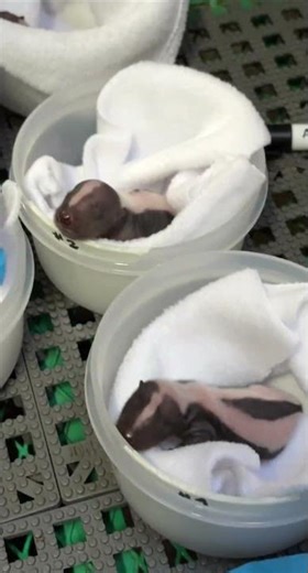 Baby Skunks - Cincinnati Zoo