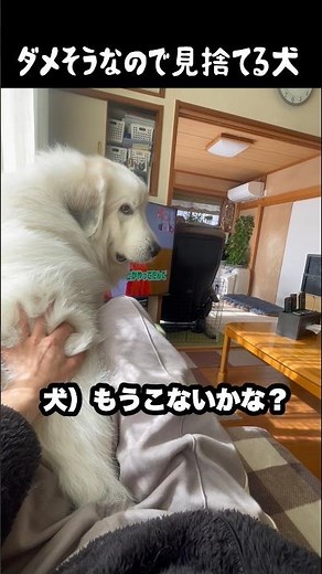 ダメそうなのでしっかり見捨てる愛犬 #グレートピレニーズ #greatpyrenees #大型犬 #大型犬のいる生活 #可愛い