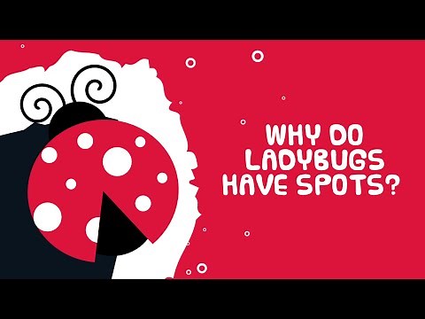 Why Do Ladybugs Have Spots ? - Interesting Facts About Insects - Kids Video Show