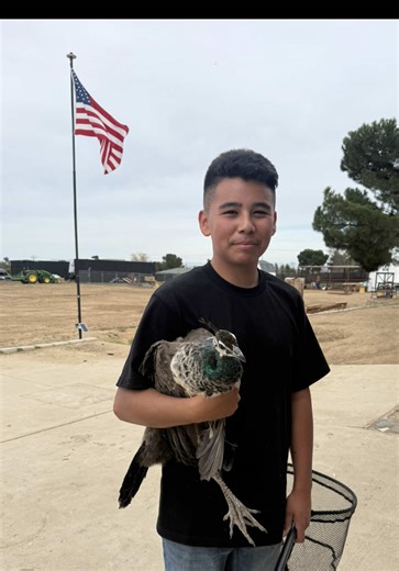 chick brooder built by my homeschooled kid ❤️ #backyardchickens #homeschool #vidaderancho