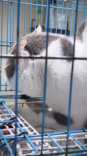 How to deal with angry cat and ferocious cat part 88 🐱🐱🐈.. | Vet Rami Awwad