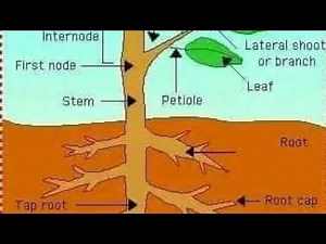 FORM 2 BIOLOGY. TRANSPORT IN PLANTS AND ANIMALS. ABSORPTION OF WATER