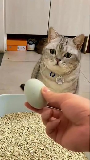 329K views · 3.1K reactions | Cat and baby duck.#animals #cute #funny #amazing #cat #duck #egg #story #foryou #fyp #tiktok #London #reelsviral #fbreels #usa #reelsfb #reelsvideo #fyp #trendingreels #reels #UnitedStates | Visionary Ventures | Facebook