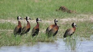 Stock Footage Whistling Ducks Around A Lake Live Wallpaper