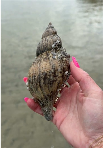 Found this massive brown true tulip yesterday and she is GORGEOUS 😍🐚 … I’m obsessed. I can’t wait to see what she looks like all cleaned up 🤩🧼 Stay tuned for the glow-up ✨👀 #truetulip #shelling #seashells #beachcombing #seashell