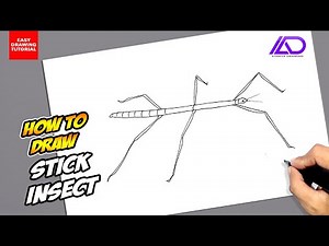 How to draw Stick Insect