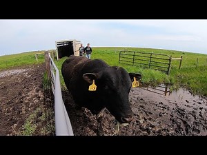 Getting Bulls to the Cows for Breeding