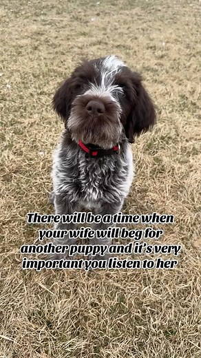 Double R Griffons on Instagram: "Always listen 😉 🥹 #wiredhairpointinggriffon #wirehairedpointinggriffonpuppy #wiredhairedgriffon #whatkindofdogisthat #griffon griffons huntingdog birddog pointer pointerpuppy you wpgoftheday wpgofinstagram uplandhunting waterfowl griffonpuppy wpg wpgoftheday puppy puppiesofinstagram puppylove puppies hunting gundog huntingdogs gundogs pheasanthunting"