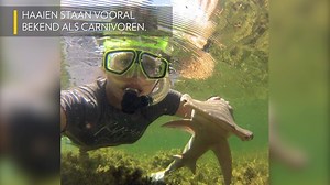 Wist je dat sommige soorten haaien flexitariërs zijn? | National Geographic