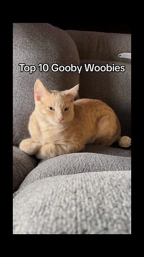 Top 10 gooby woobies #catsoftiktok #fyp #top10goobywoobies #cat #gato #orangecat #catmeme #funnycat #viralpet #cutecat