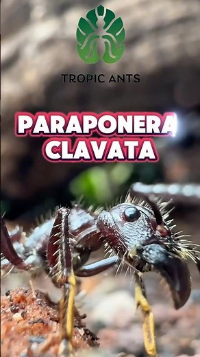 La Hormiga Más PODEROSA del Planeta - Paraponera Clavata