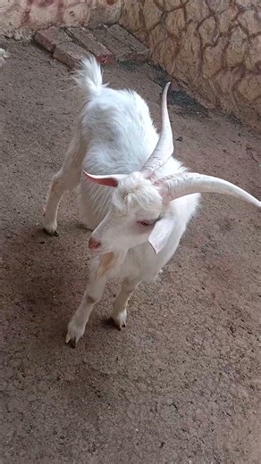 Majestic White Buck Goat – Pure Natural Beauty #goat