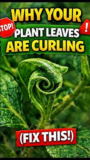 Why Your Plant Leaves Are Curling 🌿 (Fix It Fast!) #plants