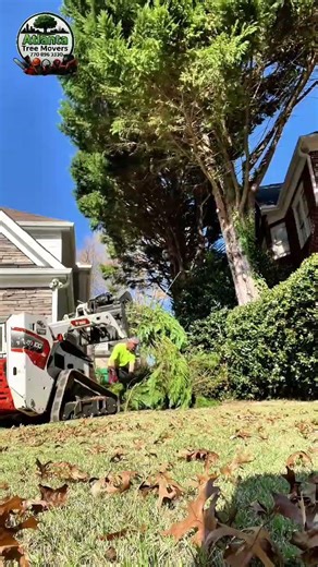This is how expert tree trimming is done. Clean results, zero damage