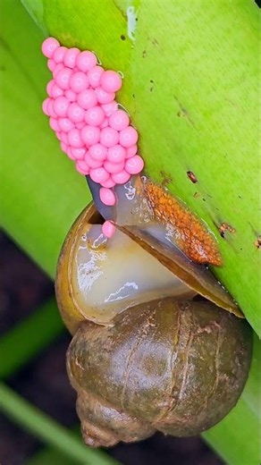 Amazing Golden Apple Snail Laying Eggs