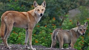 Citizen scientists help spot 1st 'wolf-dog' in Pune. Why it's bad for Indian wolf population